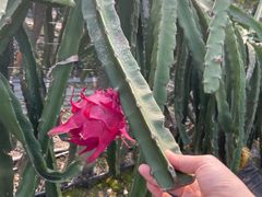 -尚果生态采摘园