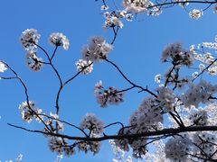 -高东镇樱花园