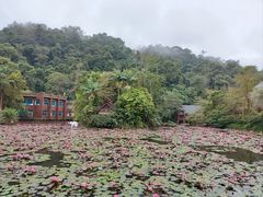 -野象谷景区