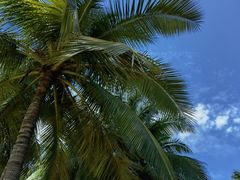 -南国锋味椰子鸡(瀚海店)