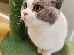 -猫在这儿猫咪咖啡馆·撸猫馆