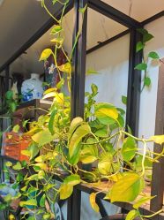 -冰岛刺青·手工耳饰品售卖·专业纹身