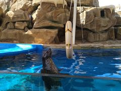 -芜湖新华联大白鲸海洋公园