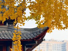 -蓉府金足印象(草市街店)