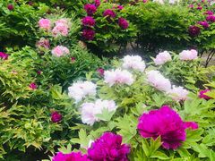 -莲花池公园