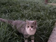-天宠宠物医院24小时·急重症诊疗中心·全科·腔镜特色(和平分院)