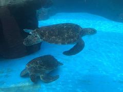 -海合安成都极地海洋公园