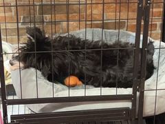 -悠尼宠物·独立低压伊珊娜洗护·美容·寄养(兰谷路店)