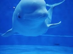 -芜湖新华联大白鲸海洋公园