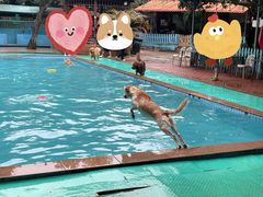 -良成狗狗乐园