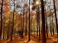 -上海海湾国家森林公园