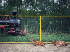 -合肥滨湖国家森林公园