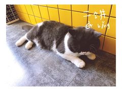 二饼-22cafe