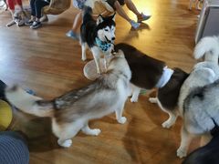 -Husky Go! 哈士奇体验馆·宠物咖啡厅狗咖