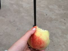 -南汇新场正宗水蜜桃采摘