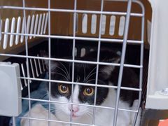-四月宠物医院·猫专科·心脏专科·内科(转塘店)