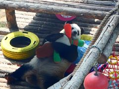 -大连森林动物园