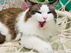 -猫在这儿猫咪咖啡馆·撸猫馆