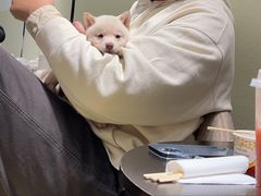 -逗柴咖啡屋·狗咖猫咖宠物桌游