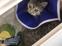 -可蒙动物医院·猫科·骨科中心(首义路店)