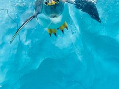 -珠海长隆海洋王国