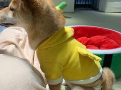 -逗柴咖啡屋·狗咖猫咖宠物桌游