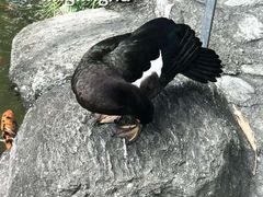 -瑞穗牧场