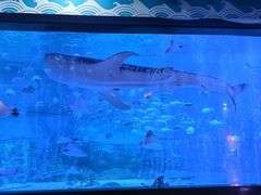 -烟台海昌鲸鲨海洋公园