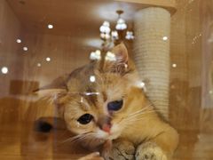 -猫猫幼稚园·撸猫·桌游·电玩