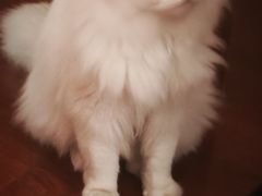 -贝康宠物医院·犬猫全科·小动物特色诊疗中心(东环路店)