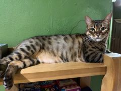 -猫猫幼稚园·撸猫·桌游·电玩
