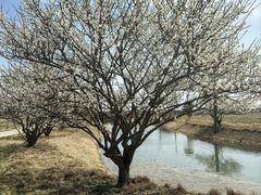 -嘉北郊野公园