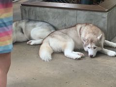 -TrueLove @ Neverland (Husky Cafe)