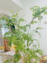 -Yue Show馨选·半永久纹眉纹眼线