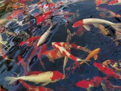 -菊园百果园