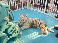 -西霞口神雕山野生动物世界