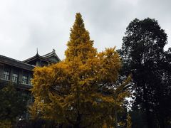 -四川大学(华西校区)