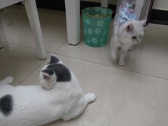 -宠爱国际动物医院· 猫科· 外科·中兽医(长白店)