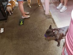 -百好乐宠物友好餐厅(朝外大街店)