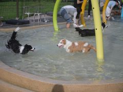 -爪吧宠物乐园 (温榆河示范区店)