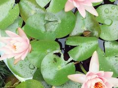 -陈家山荷花公园
