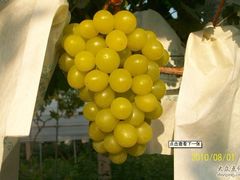 -马陆小张葡萄园农家乐