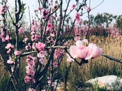 -春花秋色城市公园