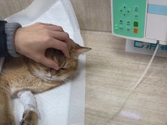 -北京观赏动物医院·24小时大型综合·猫专科·异宠专科