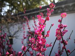 -无锡梅园公园
