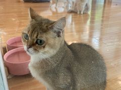 -momokira米努特·德文卷毛猫·棉花面纱犬