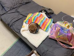 -美联众合动物医院·24h转诊中心
