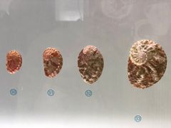-青岛贝壳博物馆