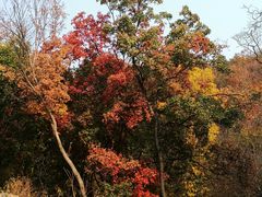 -北京西山国家森林公园