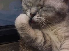 -猫咪博物馆(顶澳仔猫街店)